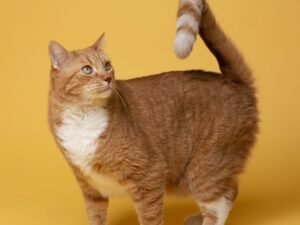 kabo p6yH8VmGqxo unsplash